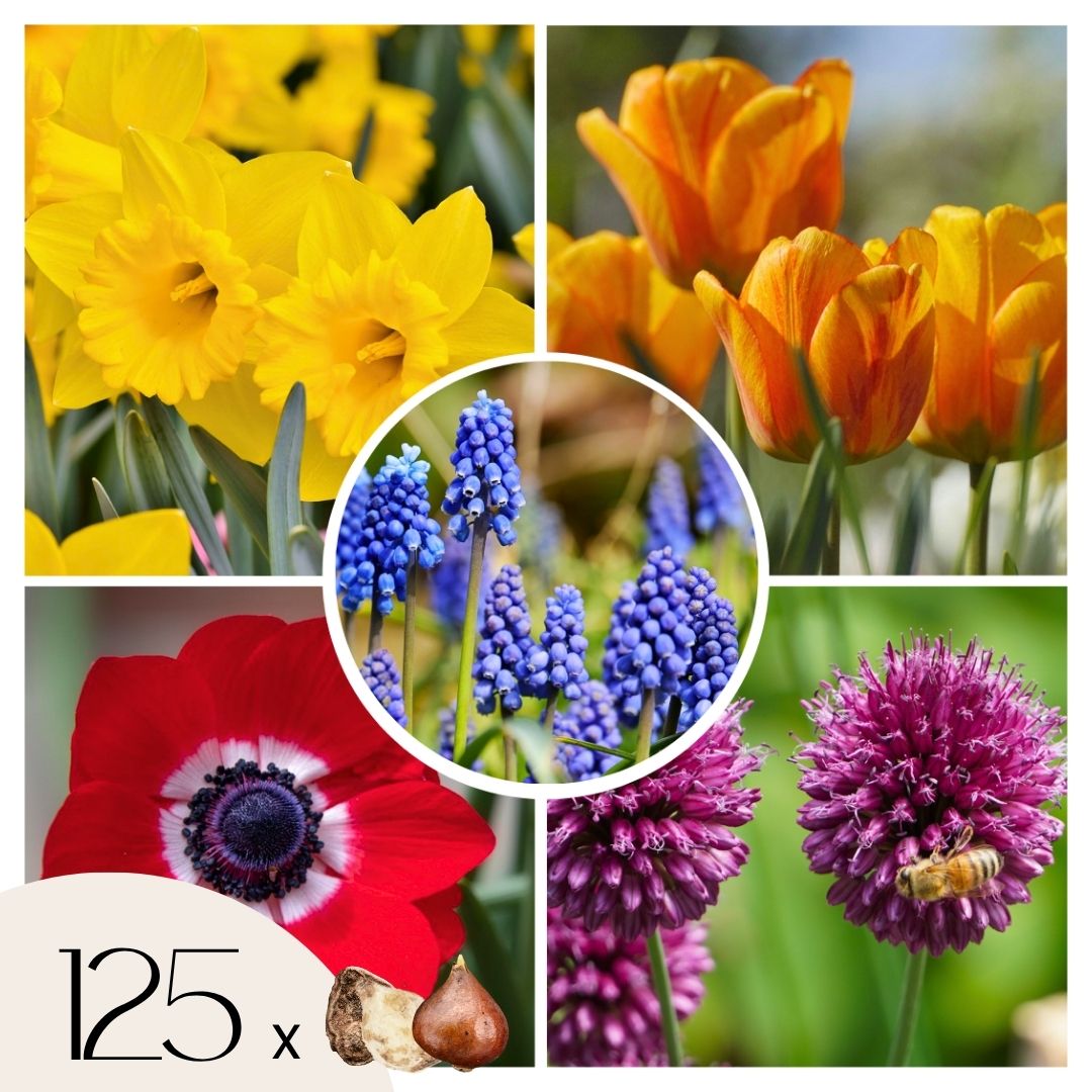 Mélange De 125 Bulbes Colourful – Plante D'Extérieur