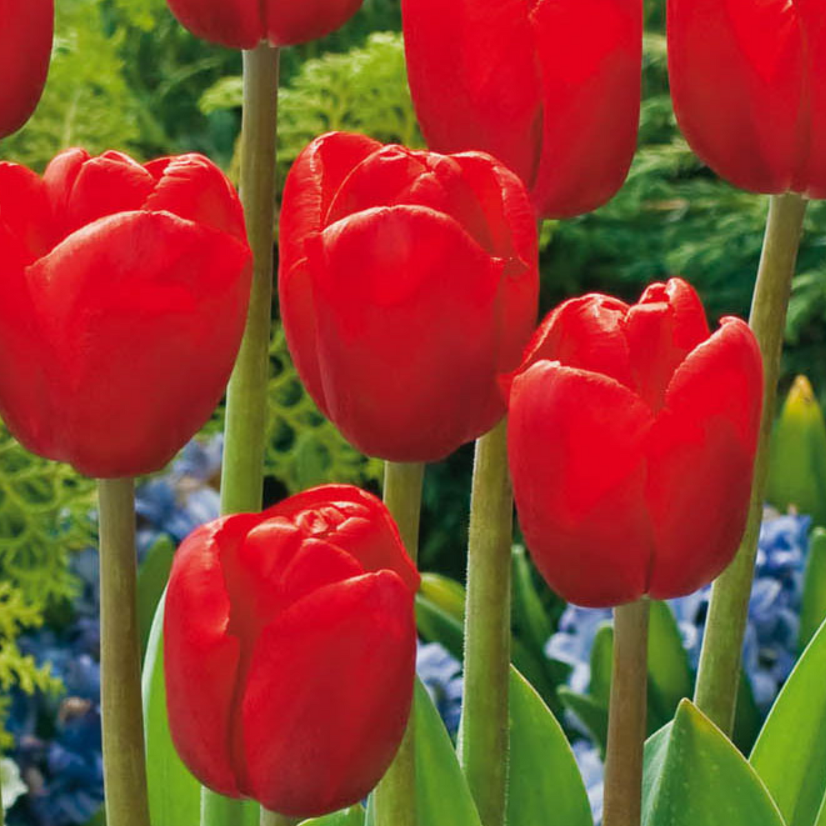 Mélange De 125 Bulbes De Hollande – Plante D'Extérieur