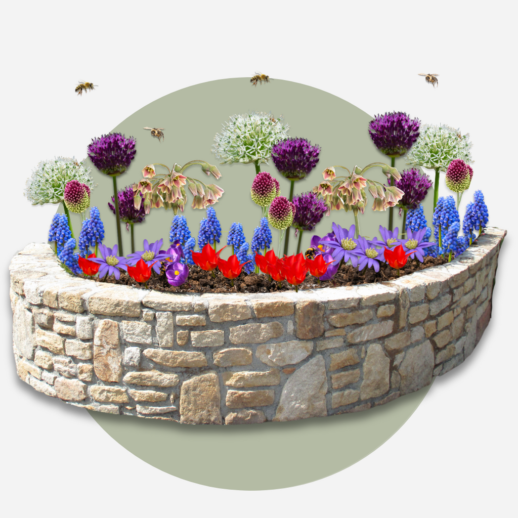 Mélange De 80 Bulbes Happy Bee – Plante D'Extérieur