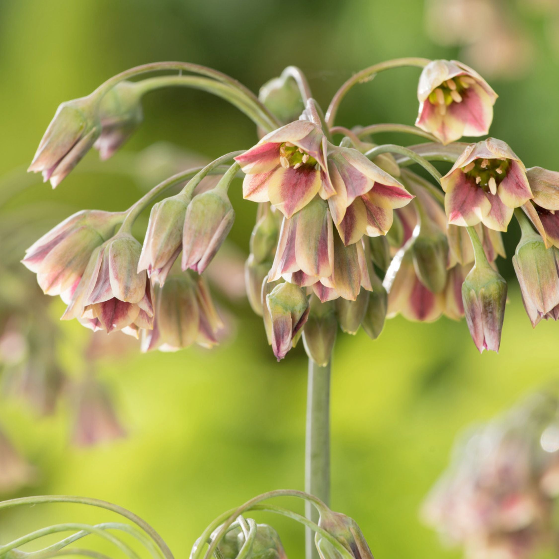 Mélange De 80 Bulbes Happy Bee – Plante D'Extérieur