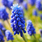 Mélange De 80 Bulbes Happy Bee – Plante D'Extérieur