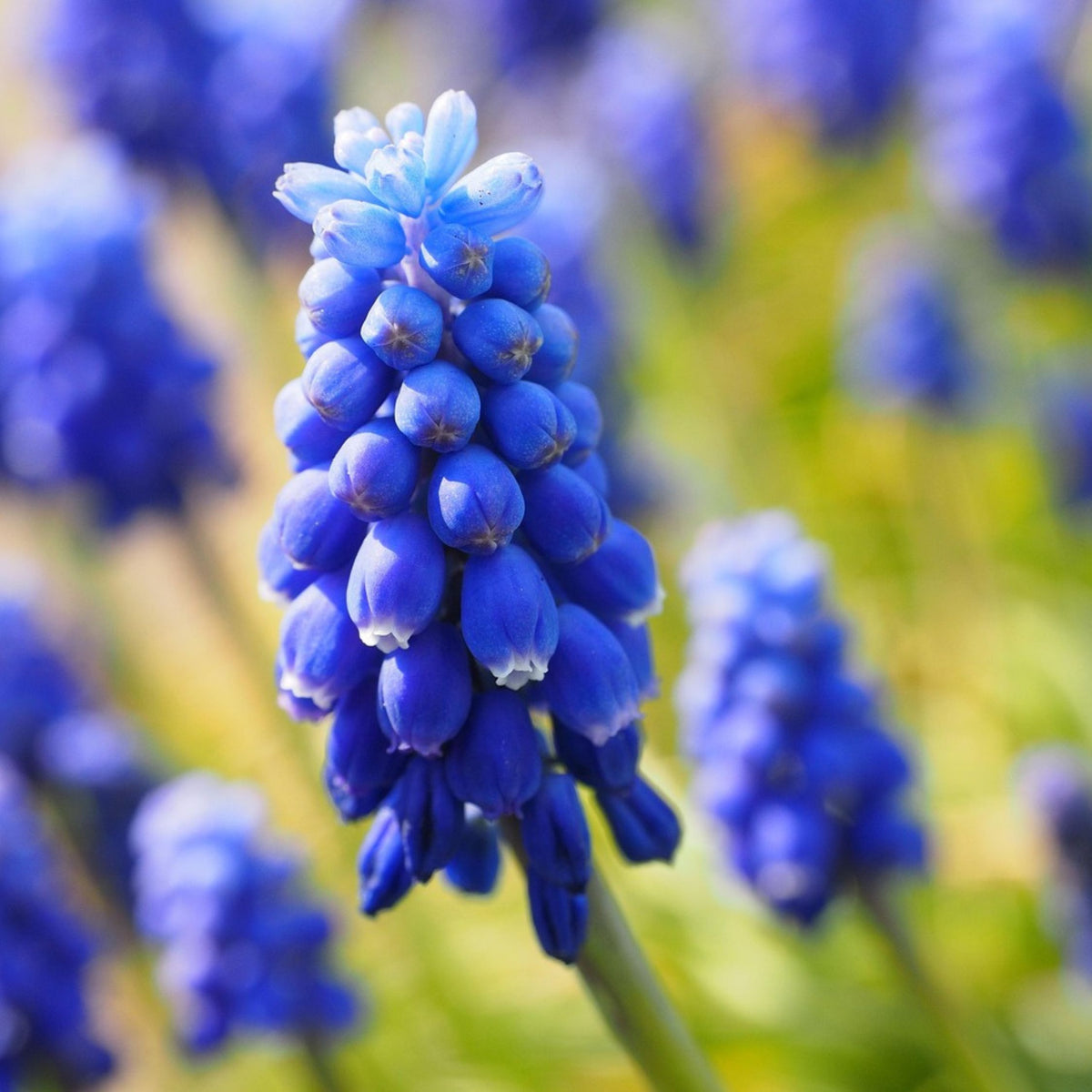 Mélange De 80 Bulbes Happy Bee – Plante D'Extérieur