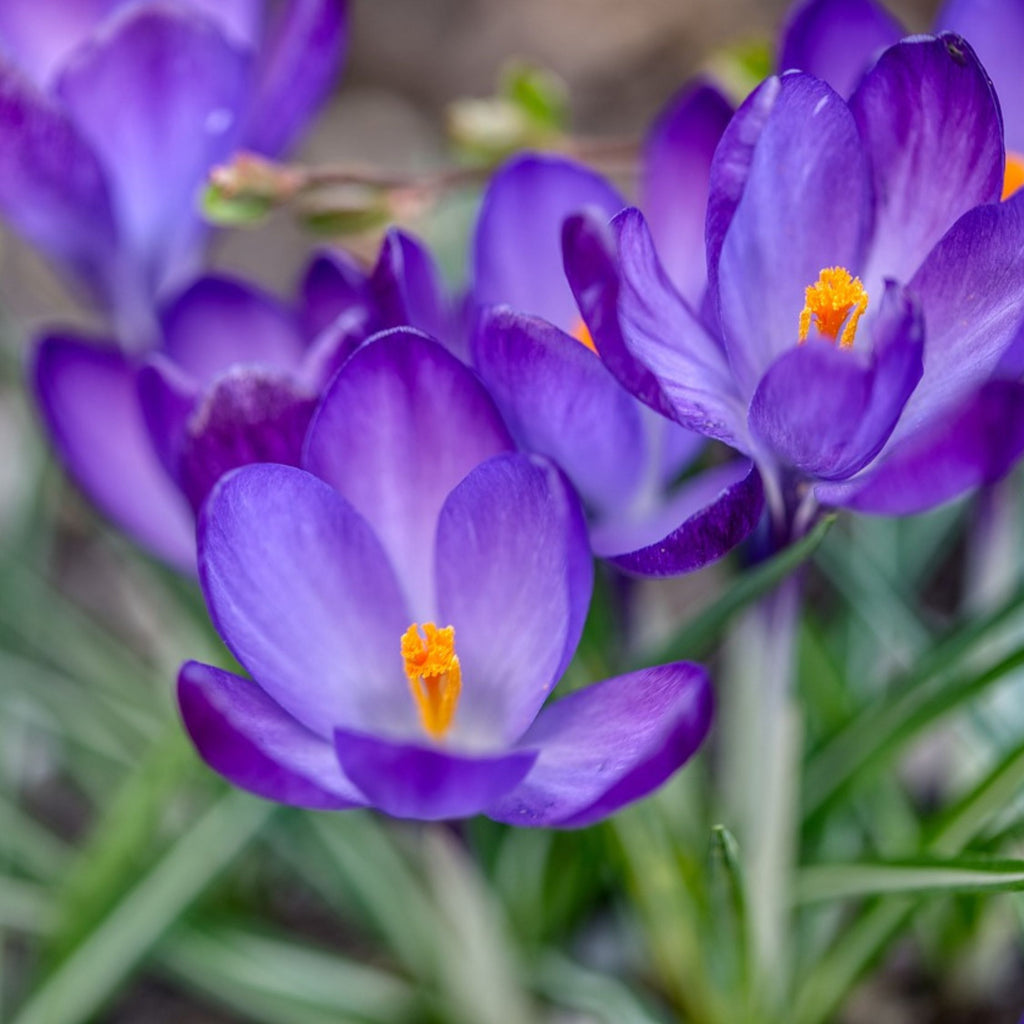 Mélange De 80 Bulbes Happy Bee – Plante D'Extérieur