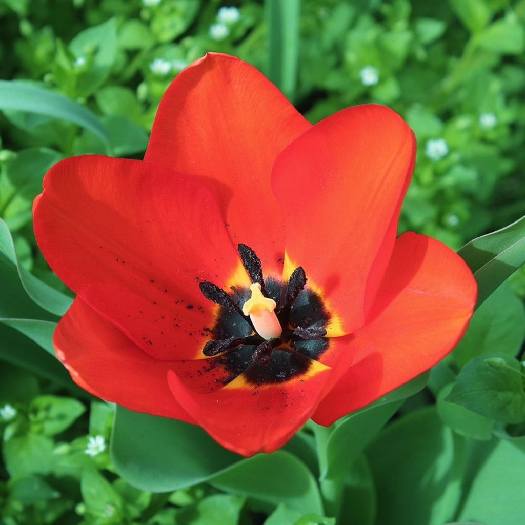 Mélange De 80 Bulbes Happy Bee – Plante D'Extérieur