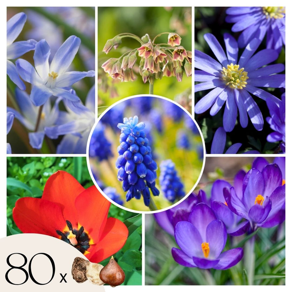Mélange De 80 Bulbes Happy Bee – Plante D'Extérieur