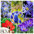Mélange De 80 Bulbes Happy Bee – Plante D'Extérieur