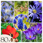 Mélange De 80 Bulbes Happy Bee – Plante D'Extérieur