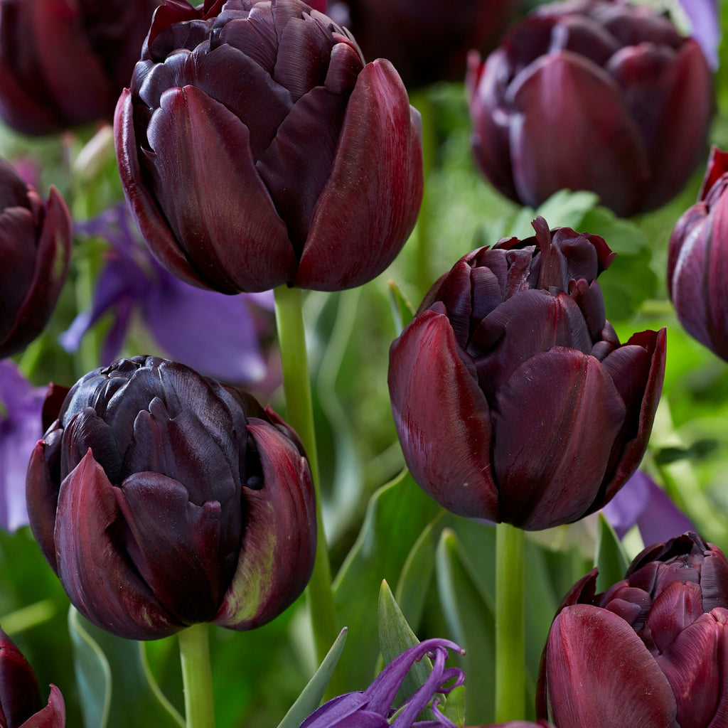 Lot De 15 Tulipes Black Hero – Plante D'Extérieur