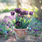 Lot De 15 Tulipes Black Hero – Plante D'Extérieur