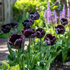 Lot De 15 Tulipes Black Hero – Plante D'Extérieur