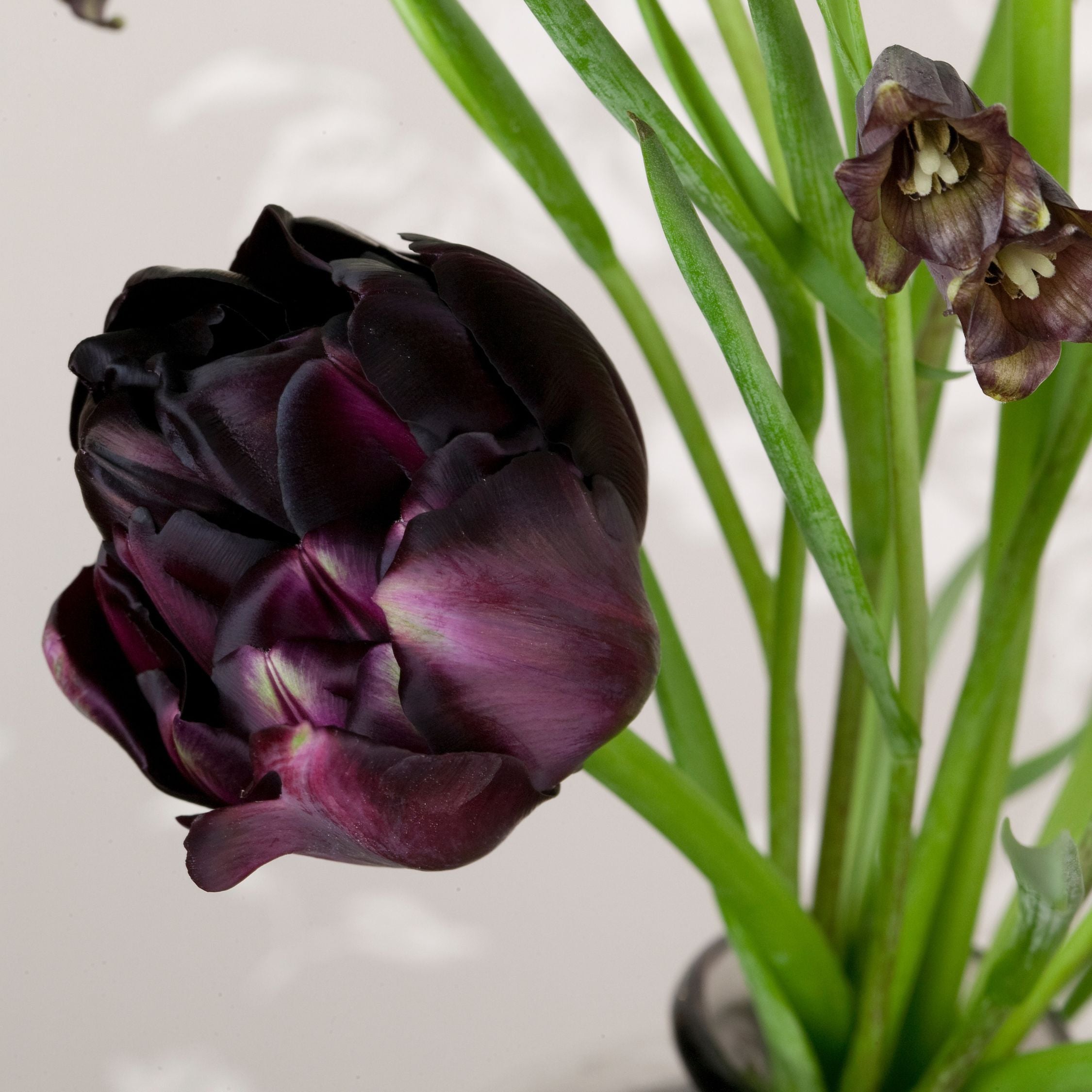 Lot De 15 Tulipes Black Hero – Plante D'Extérieur