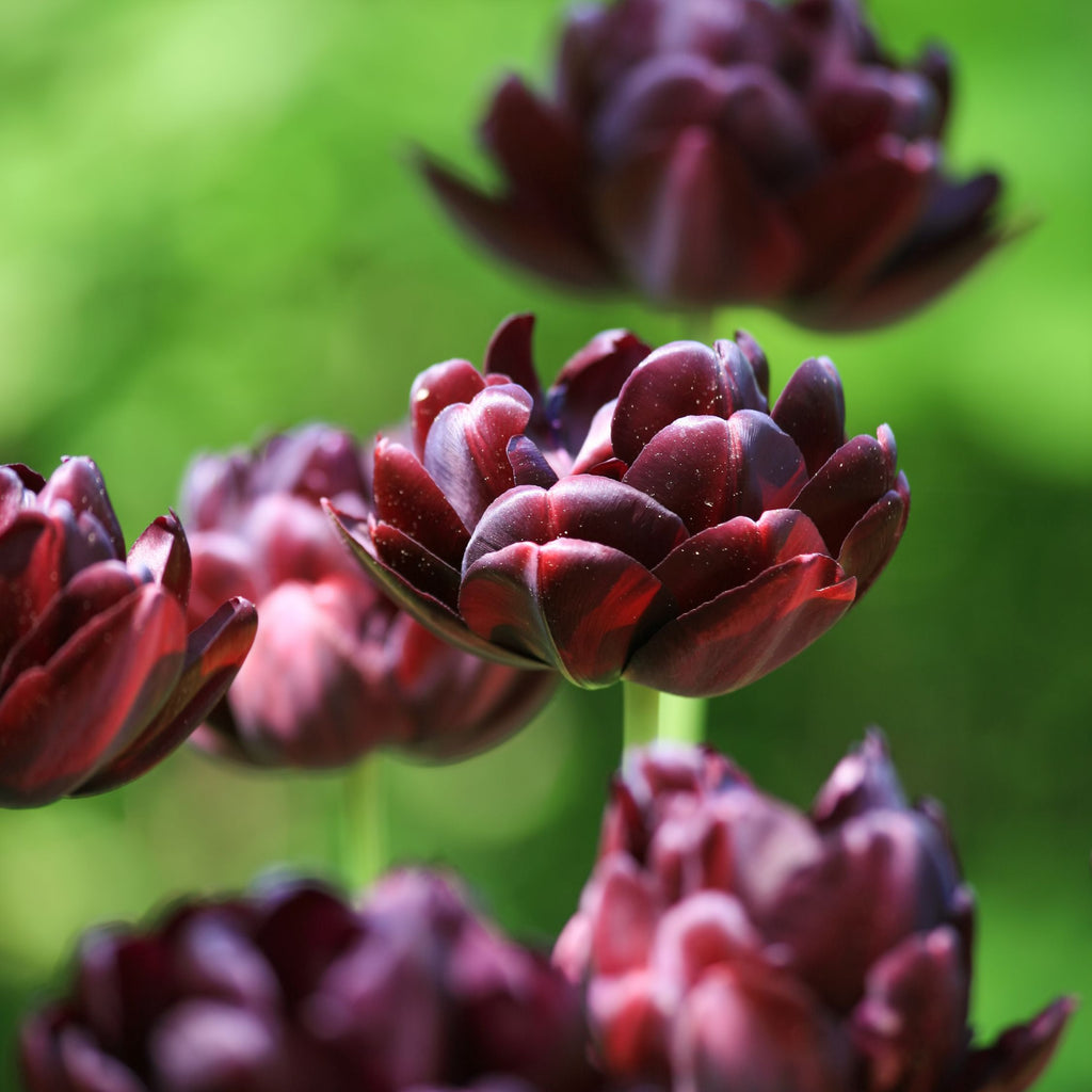 Lot De 15 Tulipes Black Hero – Plante D'Extérieur