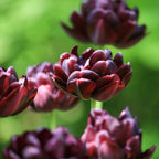 Lot De 15 Tulipes Black Hero – Plante D'Extérieur