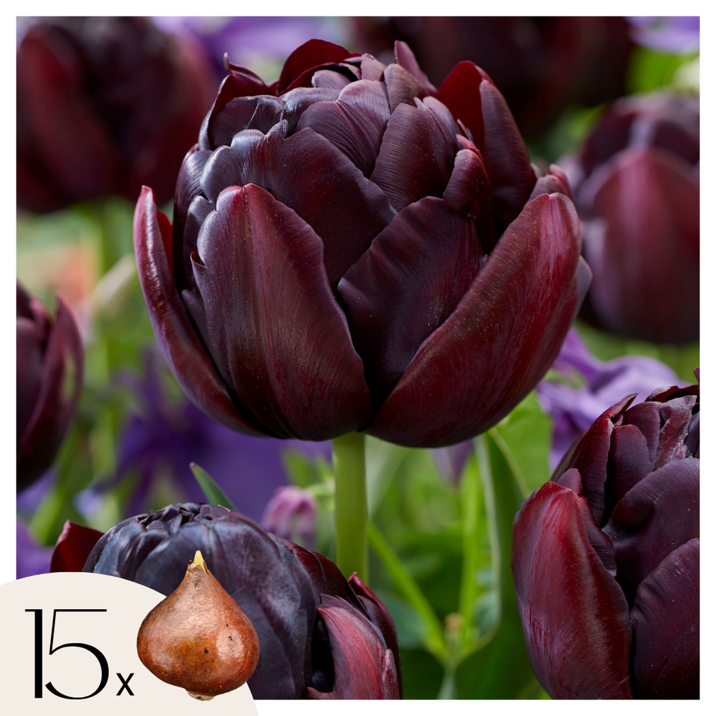 Lot De 15 Tulipes Black Hero – Plante D'Extérieur