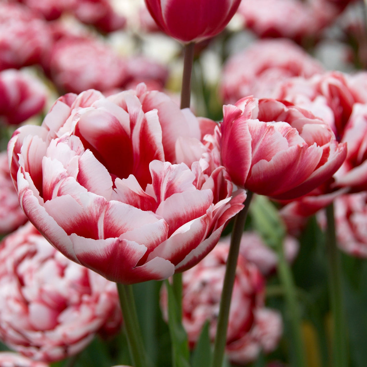 Lot De 15 Tulipes Drumline – Plante D'Extérieur