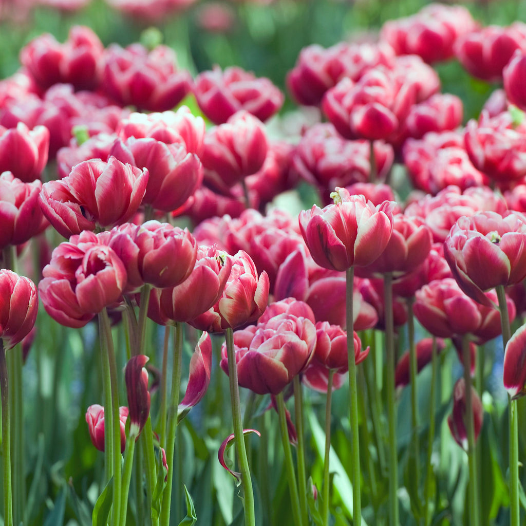 Lot De 15 Tulipes Drumline – Plante D'Extérieur