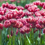 Lot De 15 Tulipes Drumline – Plante D'Extérieur