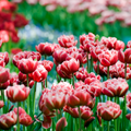 Set of 15 Drumline Tulips – Outdoor Plant
