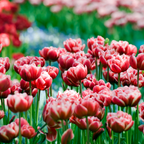 Lot De 15 Tulipes Drumline – Plante D'Extérieur