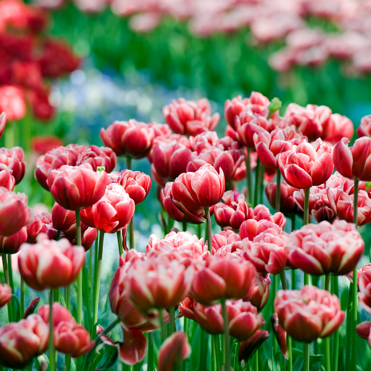 Lot De 15 Tulipes Drumline – Plante D'Extérieur