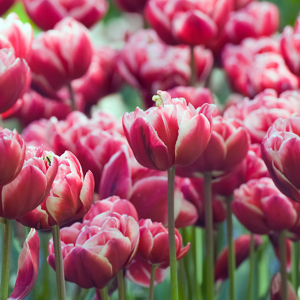 Lot De 15 Tulipes Drumline – Plante D'Extérieur