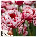Lot De 15 Tulipes Drumline – Plante D'Extérieur