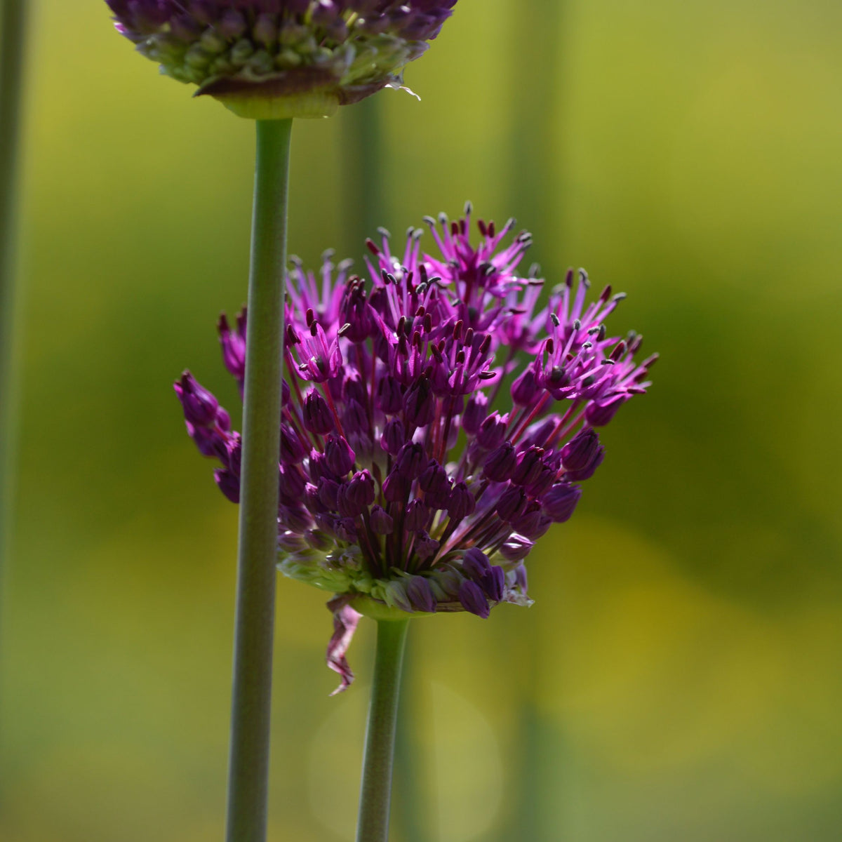 Mélange De 35 Bulbes Jardin Sec – Plante D'Extérieur