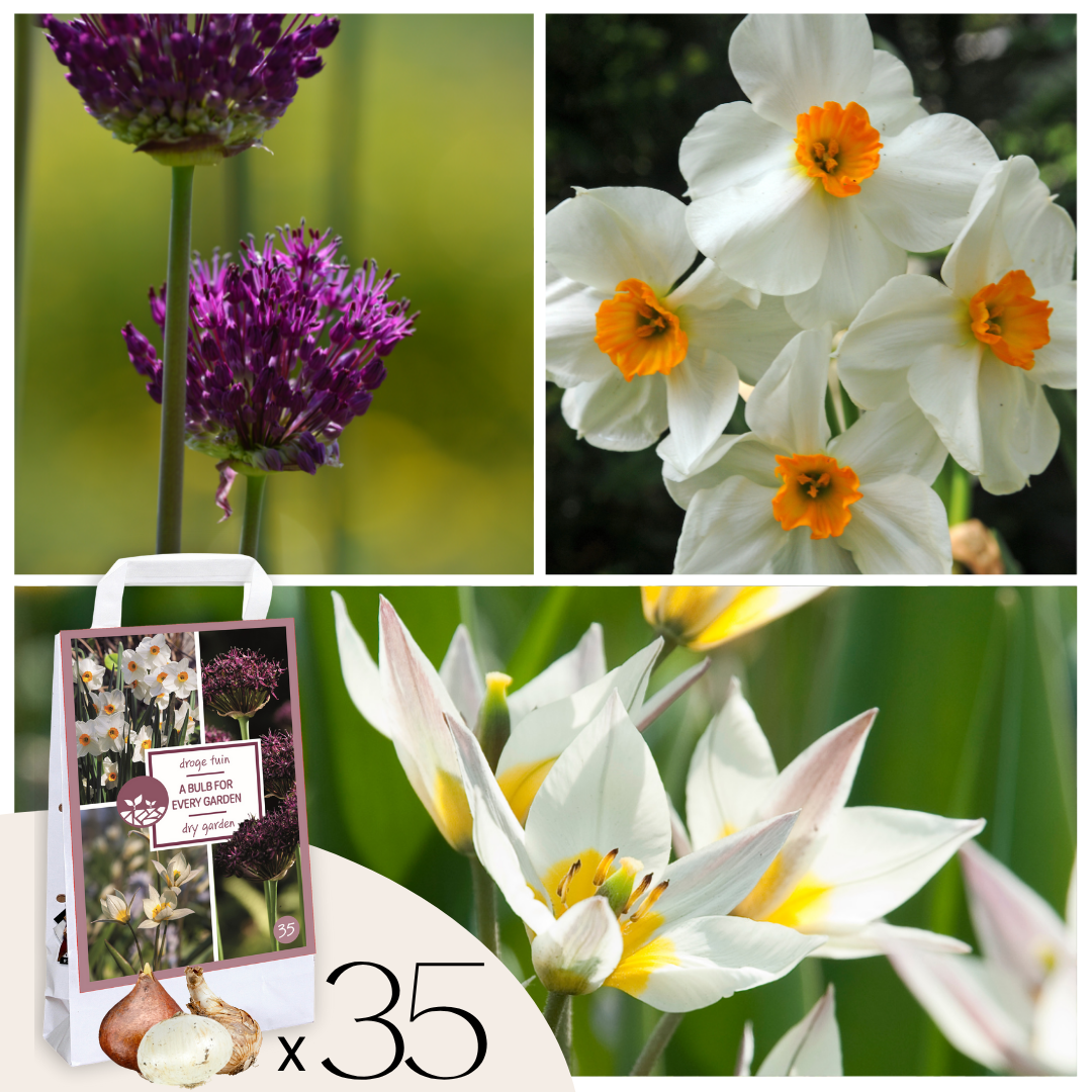 Mélange De 35 Bulbes Jardin Sec – Plante D'Extérieur
