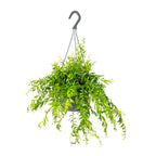 Aeschynanthus Mona Lisa – Plante D'Intérieur