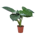 Alocasia Wentii – Plante D'Intérieur