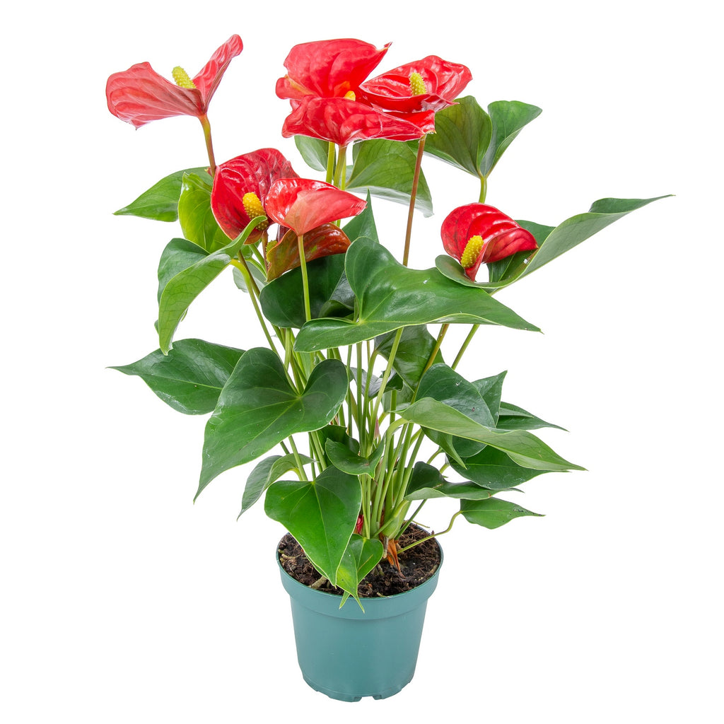 Anthurium Rouge – Plante D'Intérieur
