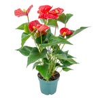 Anthurium Rouge – Plante D'Intérieur
