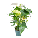 Anthurium Blanc – Plante D'Intérieur