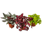 Set of 3 Beleaf Begonias – Houseplant