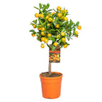 Citrus Calamondin – Plante D'Extérieur