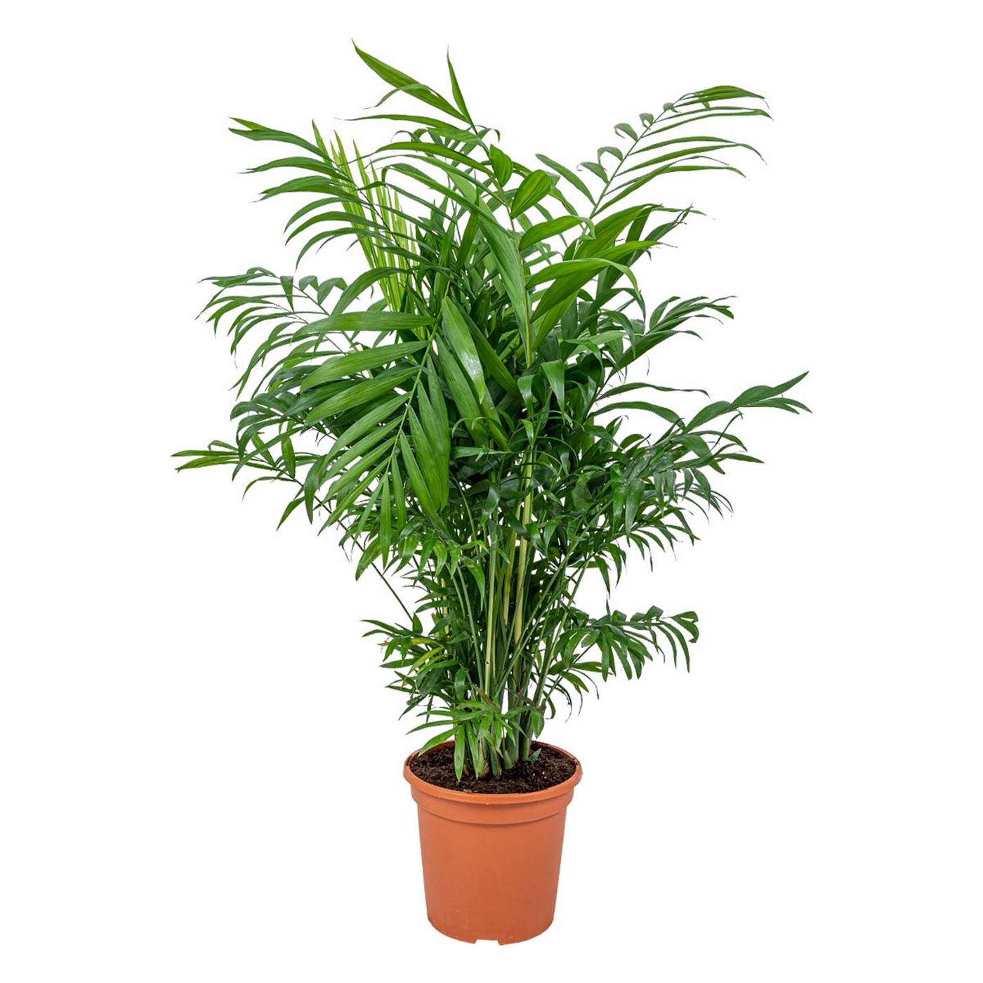 Chamaedorea Elegans – Plante D'Intérieur