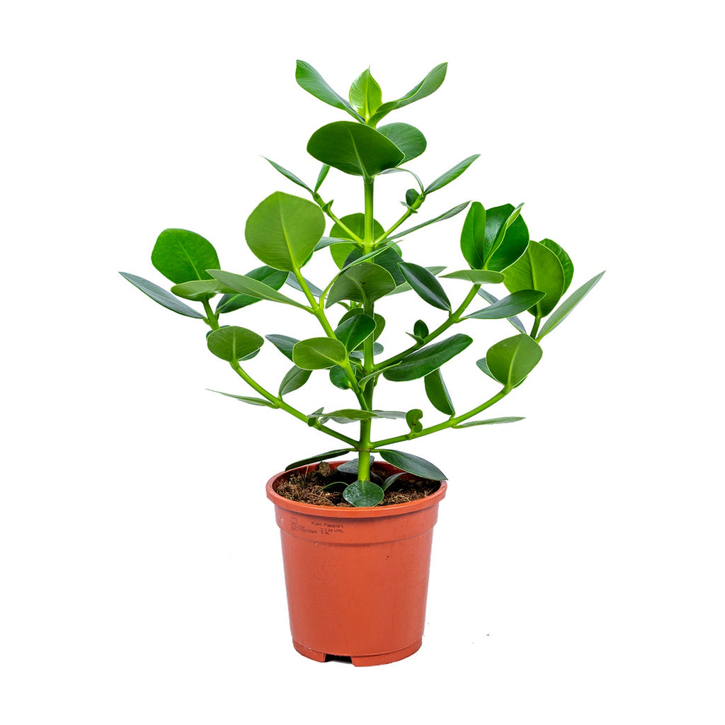 Clusia Rosea Princess – Plante D'Intérieur