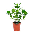 Clusia Rosea Princess – Plante D'Intérieur