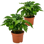 Set Of 2 Arabica Coffee Plants – Houseplant