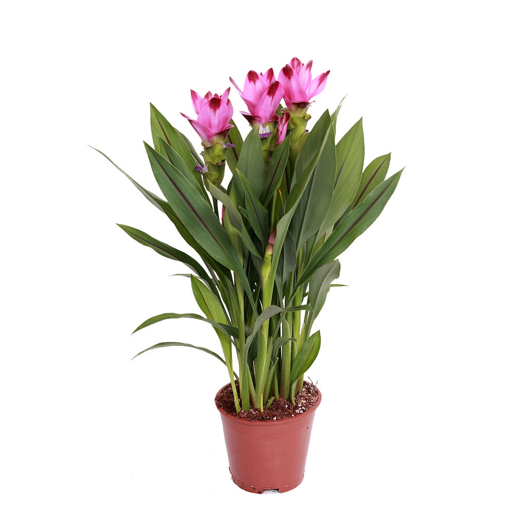 Curcuma Siam – Houseplant