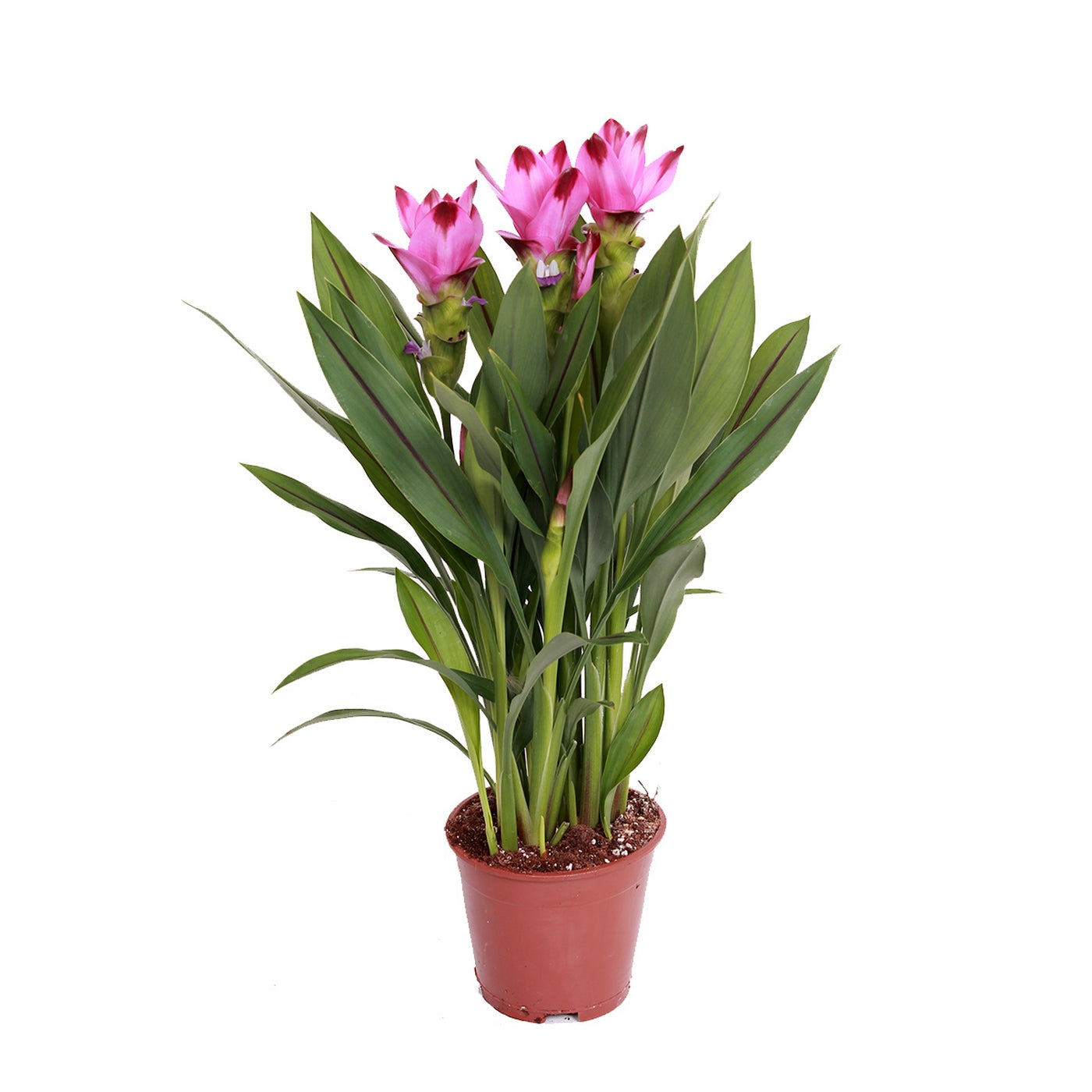 Curcuma Siam – Houseplant