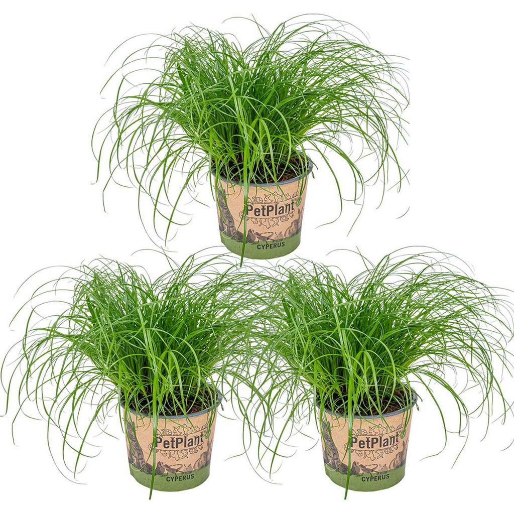 Lot De 3 Cyperus Zumula Herbe À Chat – Plante D'Intérieur