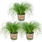 Lot De 3 Cyperus Zumula Herbe À Chat – Plante D'Intérieur