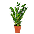 Zamioculcas Zz – Plante D'Intérieur