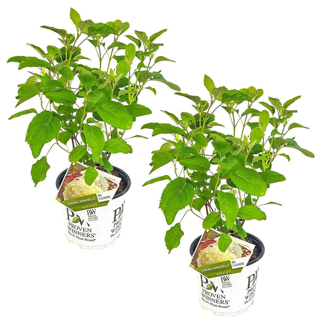 Lot De 2 Hortensias Strong Annabel – Plante D'Extérieur