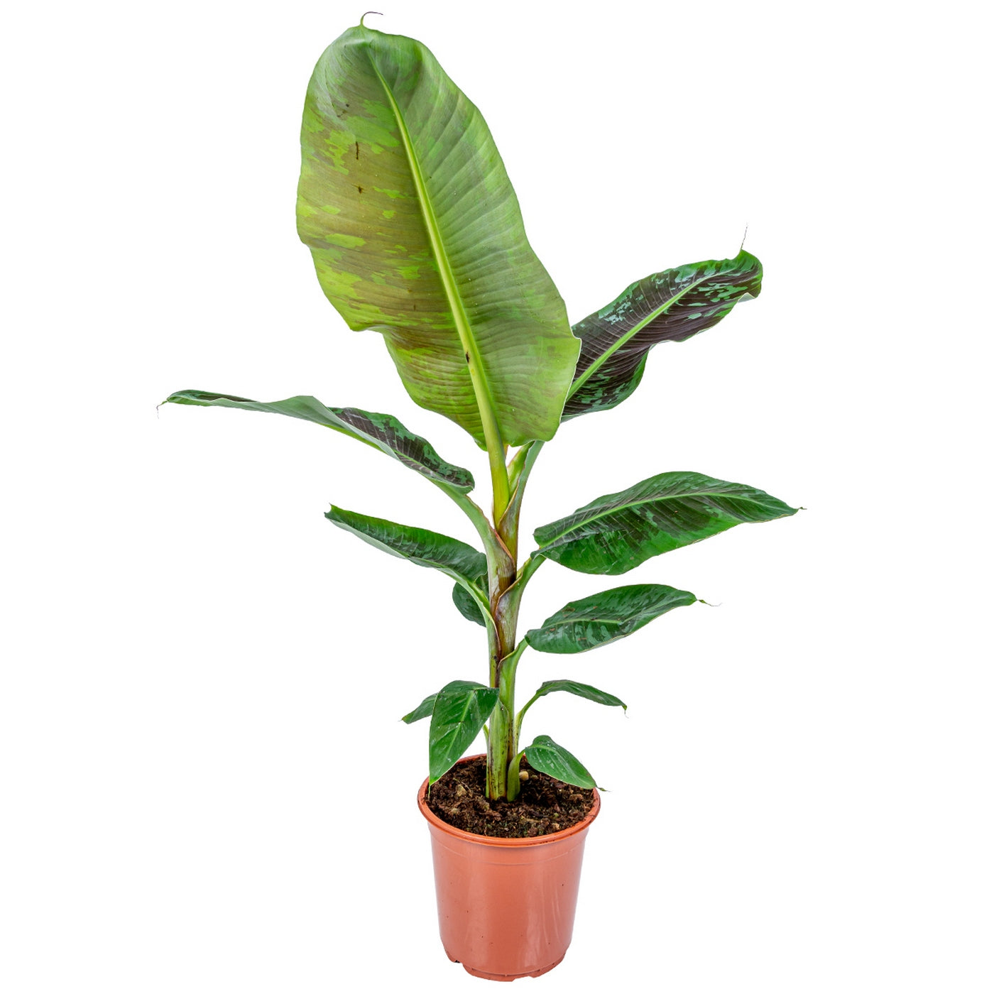 Bananier Musa Cavendish – Plante D'Intérieur
