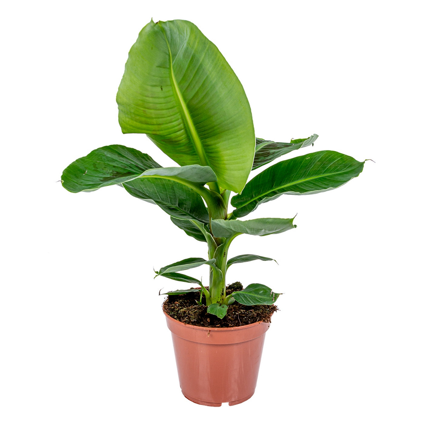 Bananier Musa Tropicana – Plante D'Intérieur