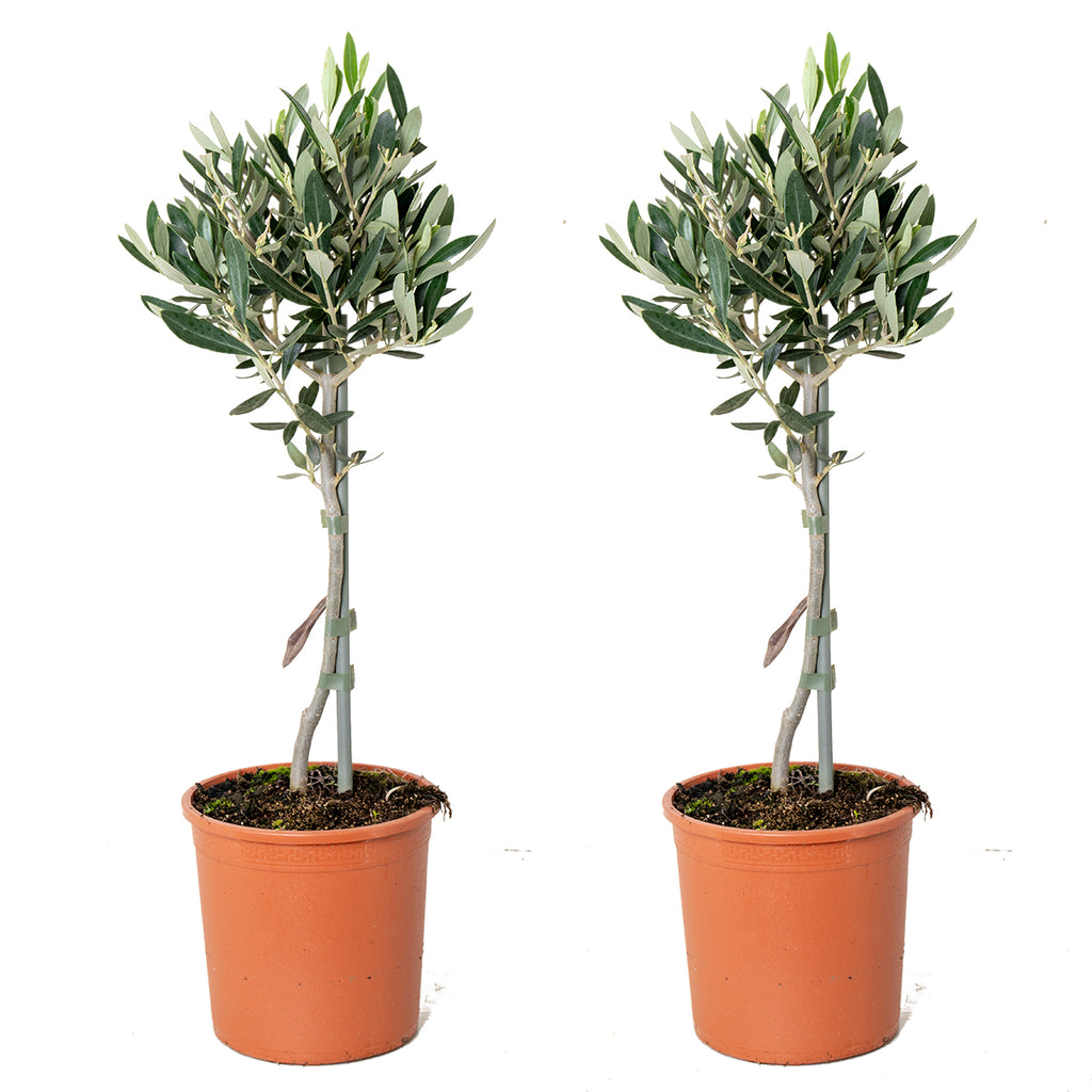Set of 2 Olive Trees – Outdoor Plant