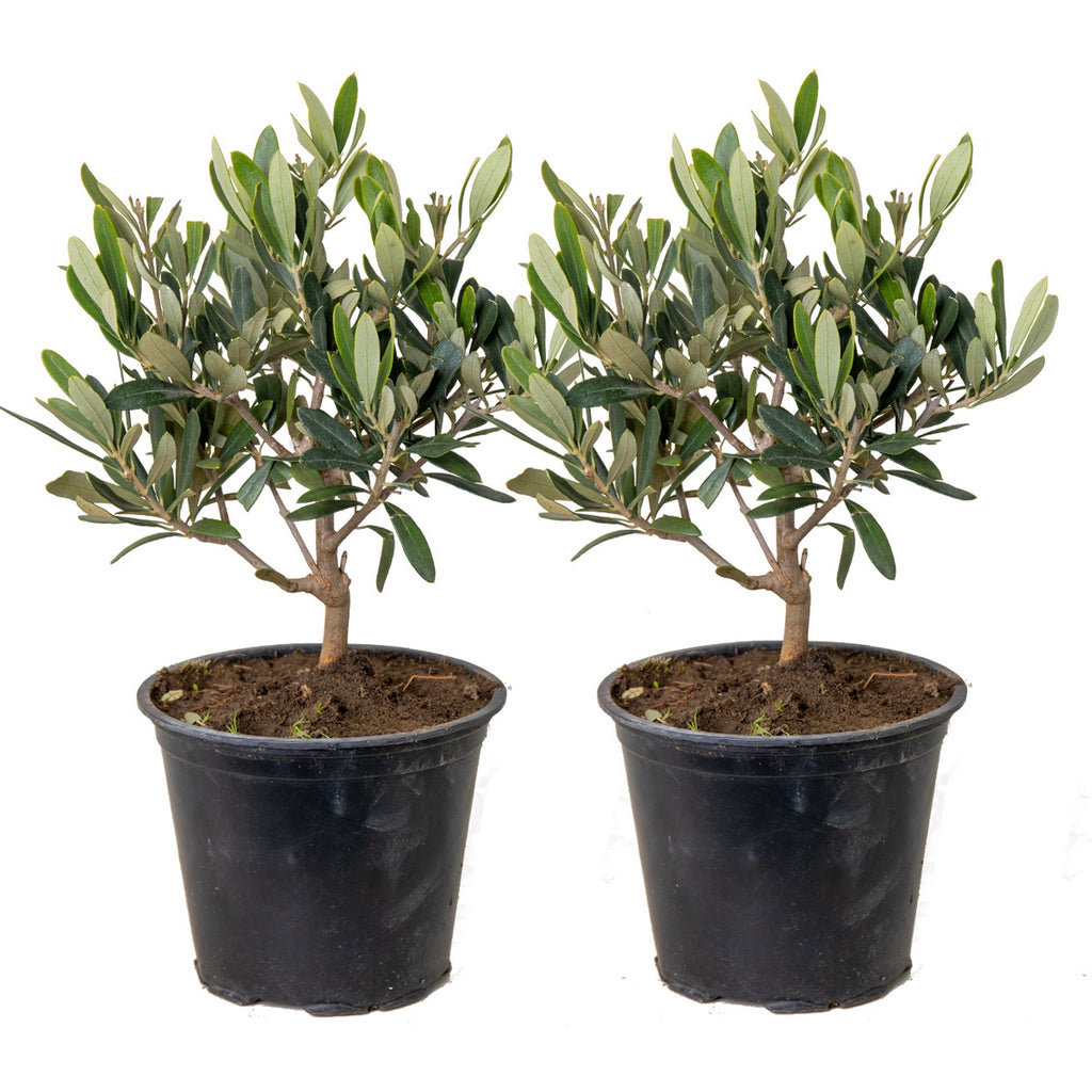 Lot De 2 Petits Oliviers – Plante D'Extérieur