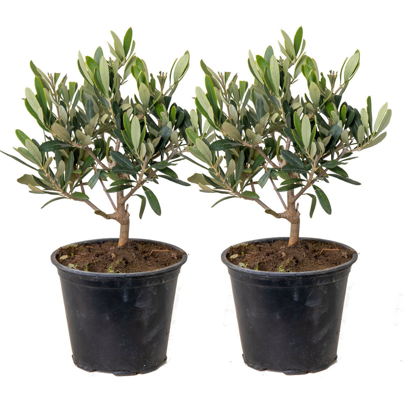 Lot De 2 Petits Oliviers – Plante D'Extérieur